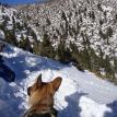 snow search