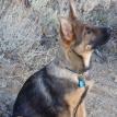 Search Dog