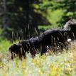 search dog
