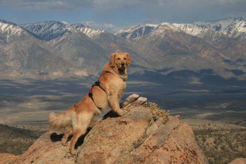 WOOF search dog high Sierras